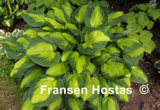 Hosta Captain Kirk